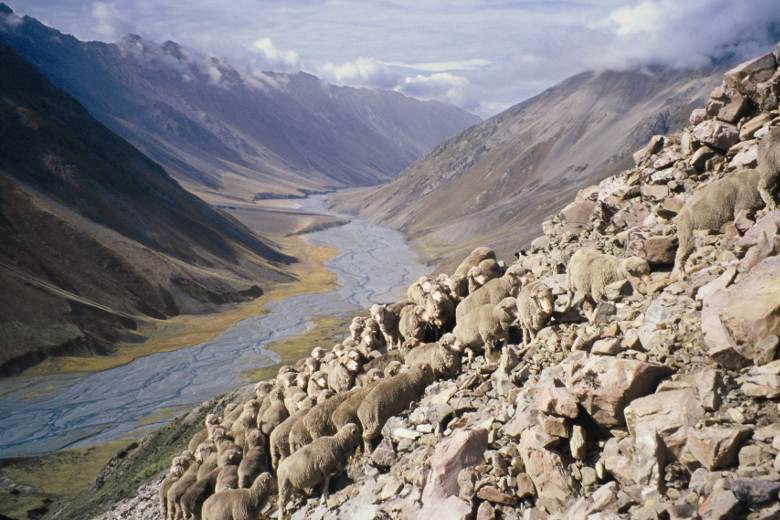 Icebreaker promotes the Running of the Sheep