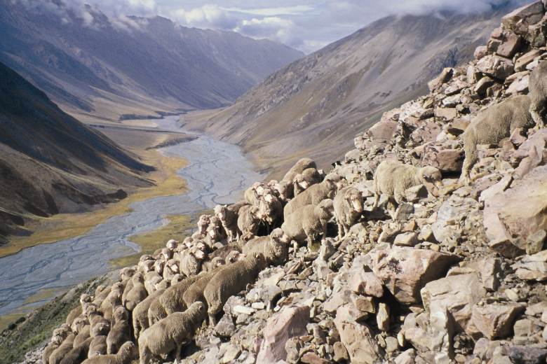 Brands push for global wool standard, says Textile Exchange