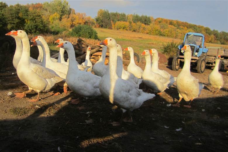 NSF uses Patagonia’s research for ‘more comprehensive’ new down standard                                                                                                                                