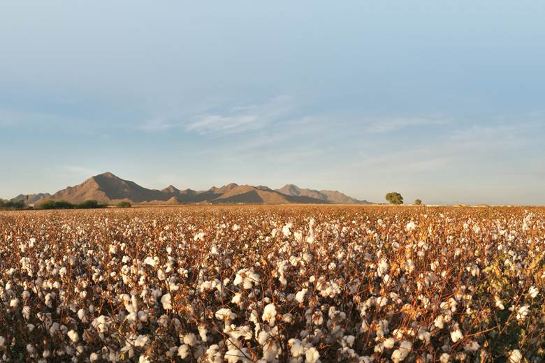 Record cotton stocks as synthetic fibres challenge on price