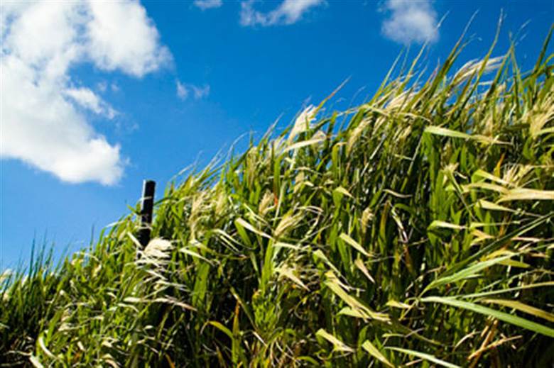 New project will make viscose from grass