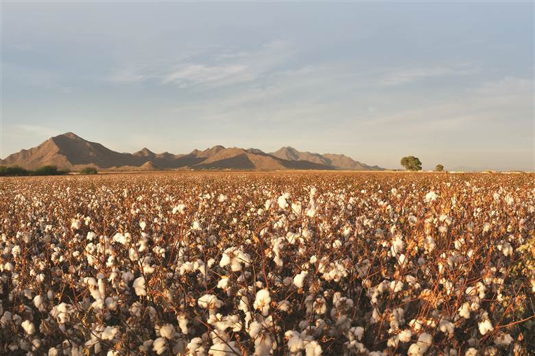 Organic cotton farmers need better guarantees for it to work, says TE