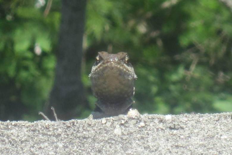 Nature provides more inspiration for advanced textiles and DWRs                                                                                                                                         