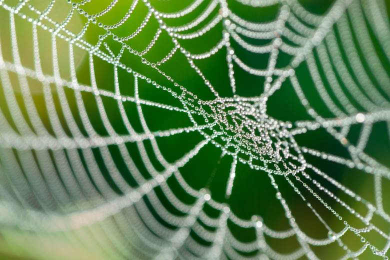 Fresh developments from spider silk maker                                                                                                                                                               