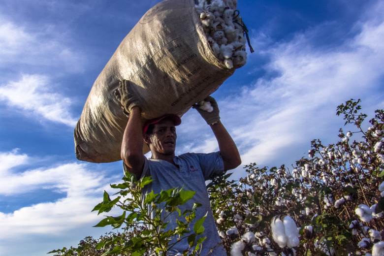 Pesticide use on the rise in big cotton-producing countries – C&A