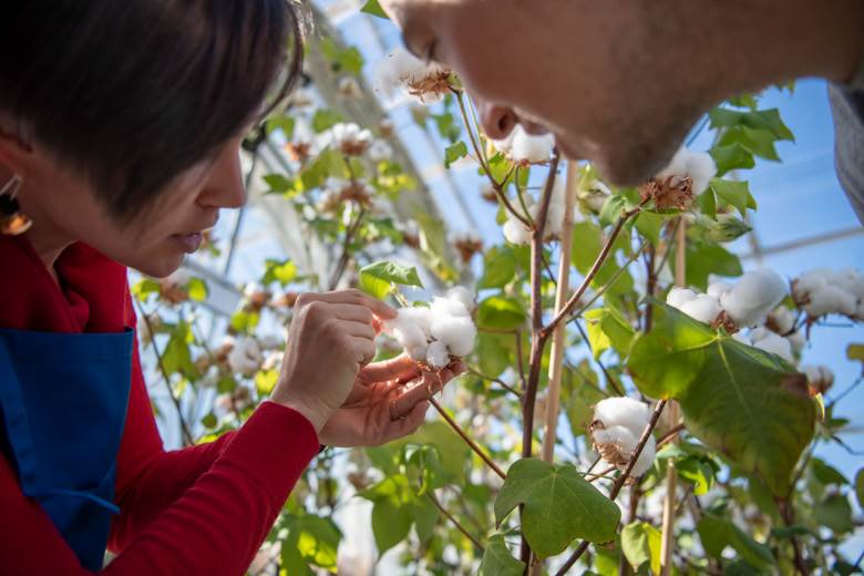 Researchers work on “next generation” cotton