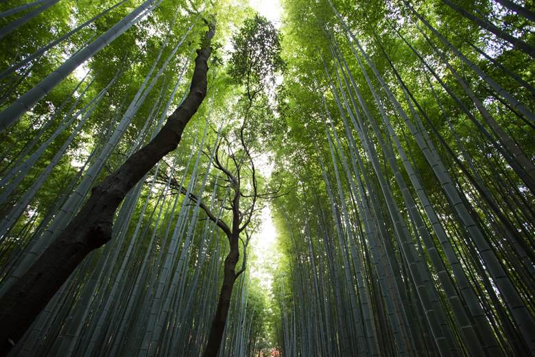 Kontoor seeks alternative fibres as part of new forestry policy
