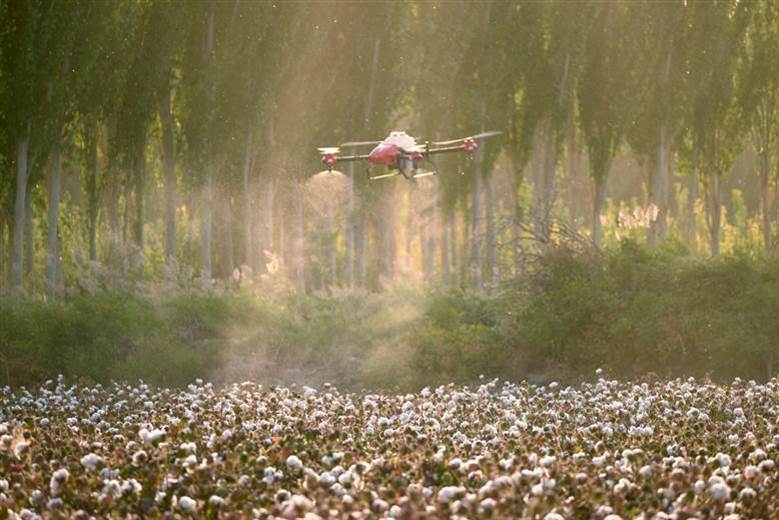 More than 1500 drone pilots convene to spray Chinese cotton