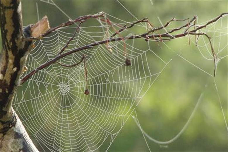 Researchers develop polymer yarn to rival spider silk strength