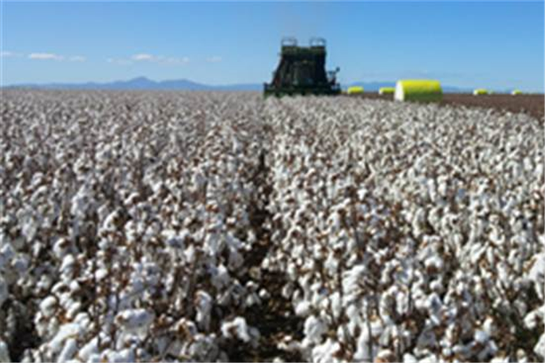 CCI buys more cotton to help India’s farmers