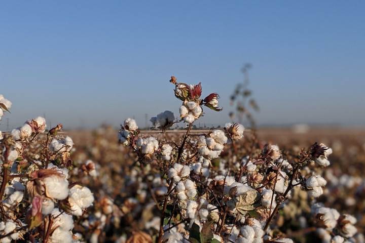 Senators urge assistance for US cotton and textiles industry                                                                                                                                            