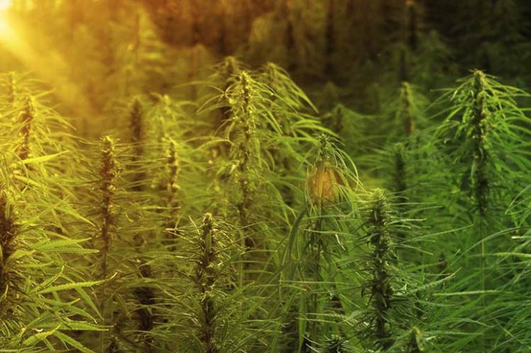 Hemp fabric added to Ventile’s sustainability range