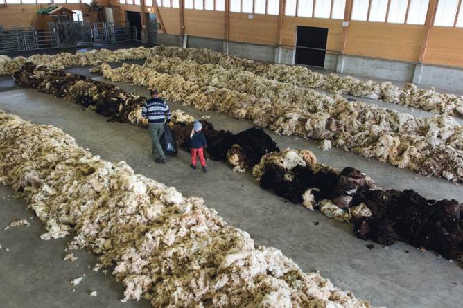 Wool insulation a “sustainable alternative to polyester fillings”