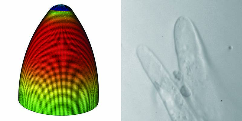 Researchers aim to make US cotton more valuable