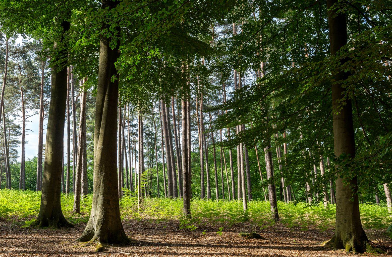 More than half of global viscose supply scores well in Canopy report