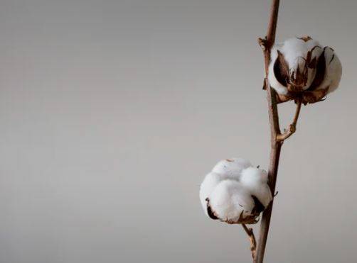 Screening for GMO in cotton chain reaches ‘milestone’