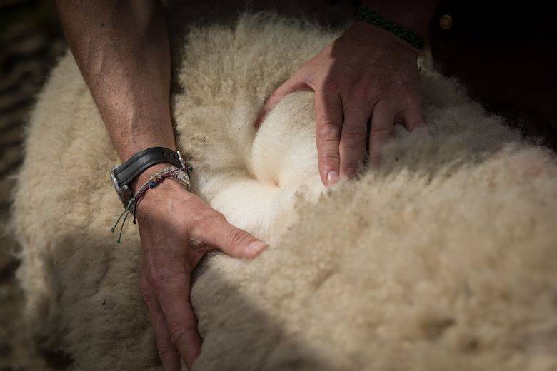 Wool and wellbeing