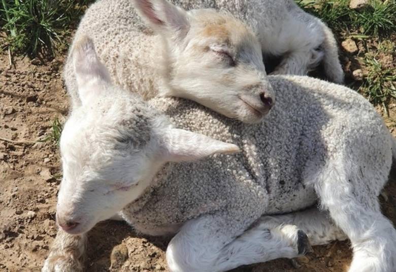 Woolmark announces performance challenge winners                                                                                                                                                        