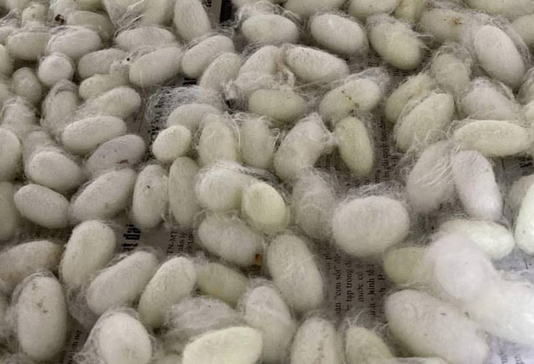 Kraig secures millions to advance spider silk