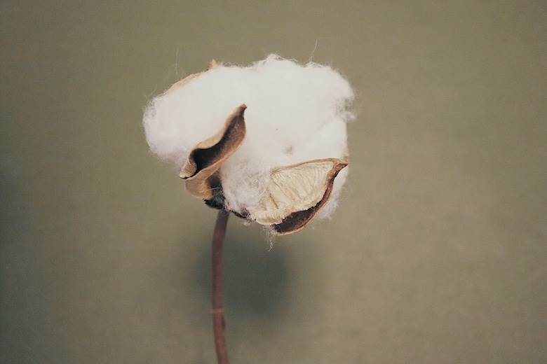 China accelerates Weilai Cotton initiative