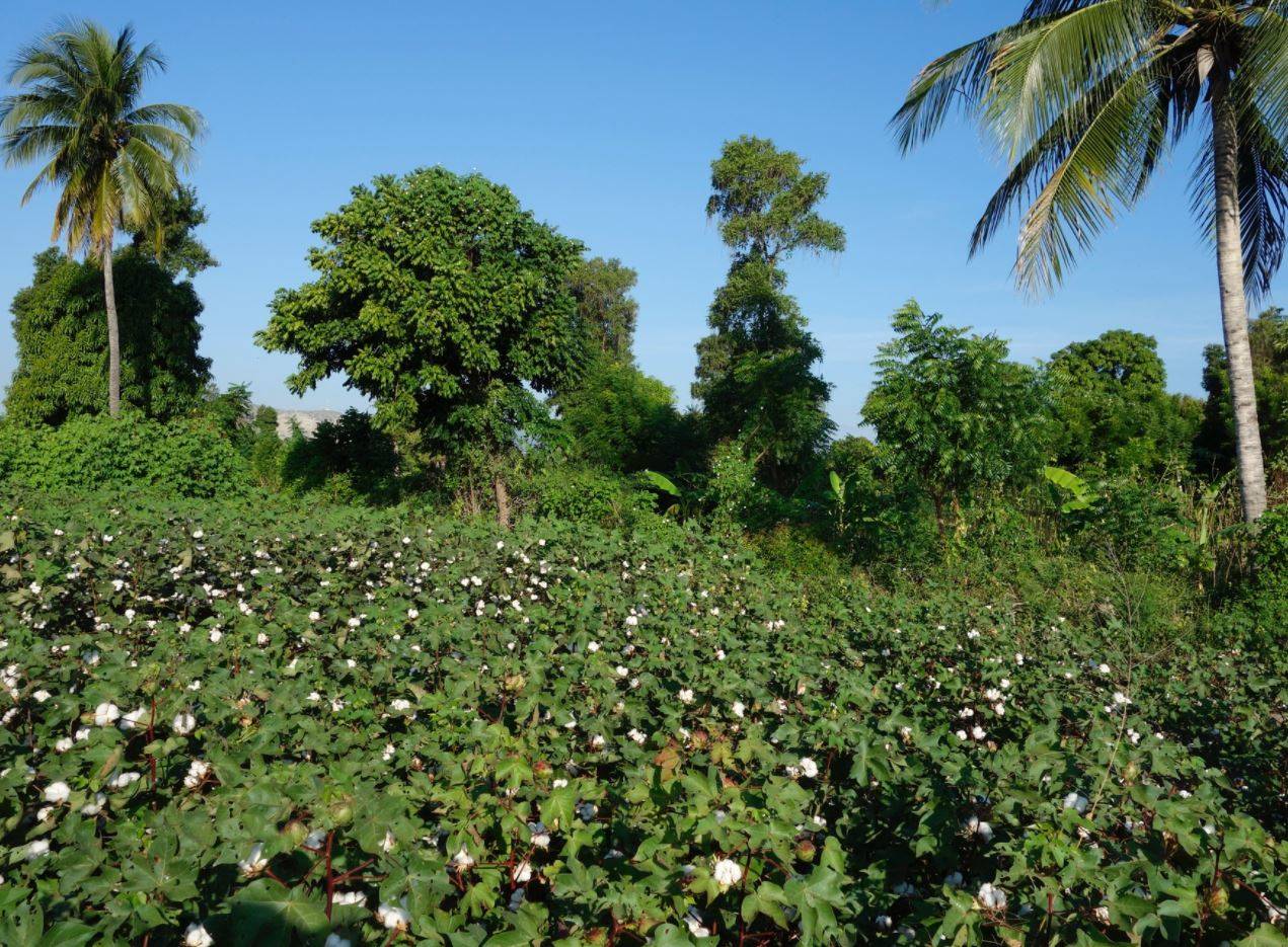 Timberland-driven project brings cotton back to Haiti
