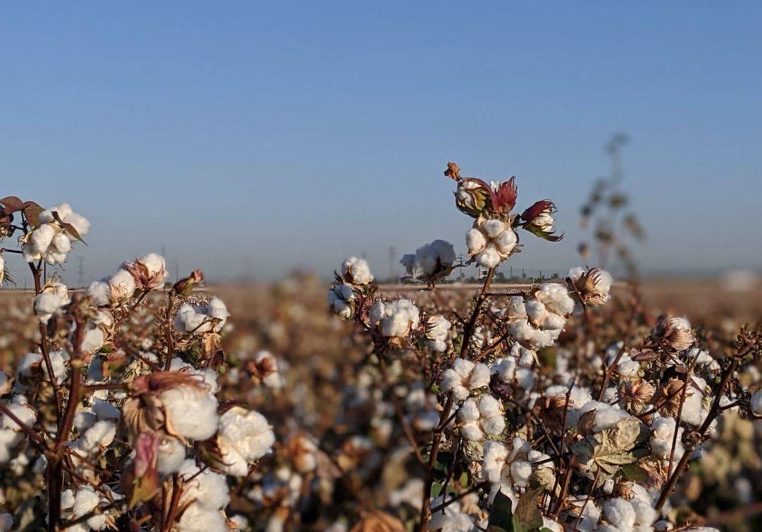 Cotton sourcing platform can relay farmers’ stories