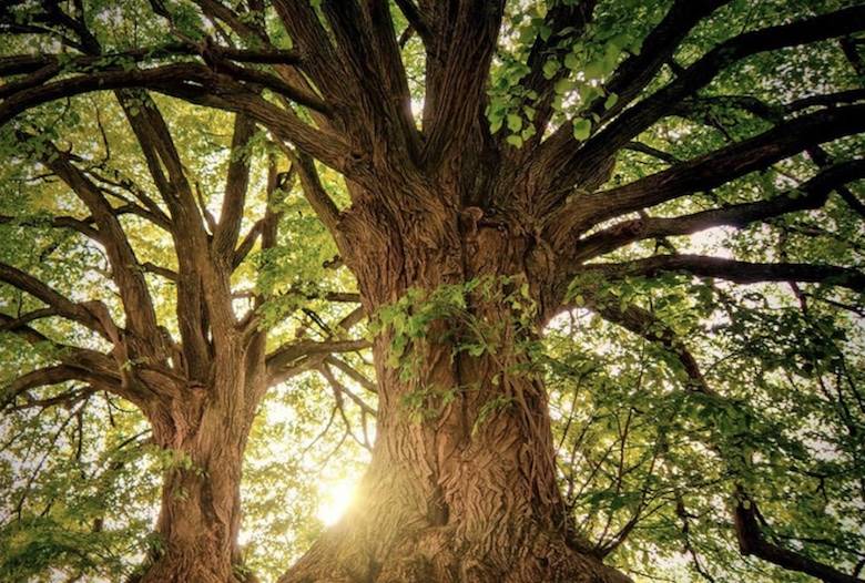 Puma moves to protect viscose and packaging supply chains