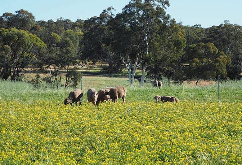 AWI funds regenerative farming project