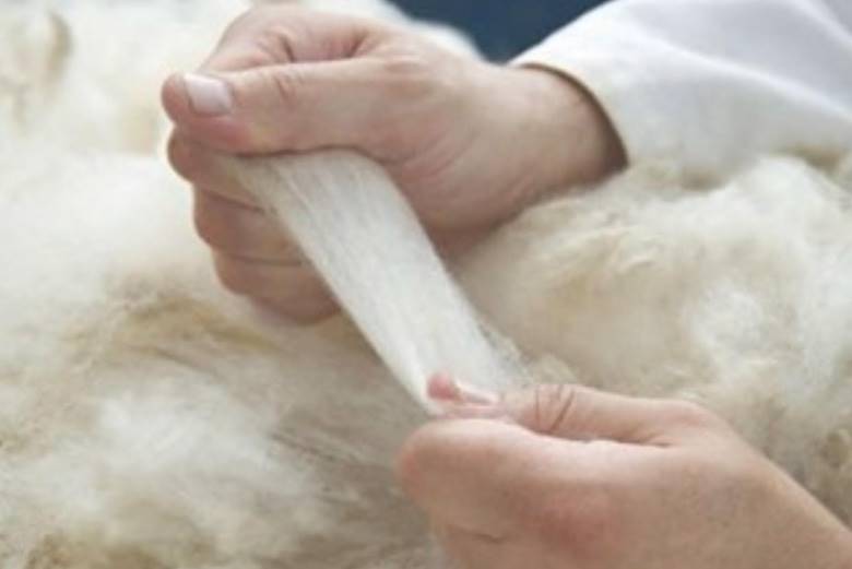 British Wool launches fully traceable initiative