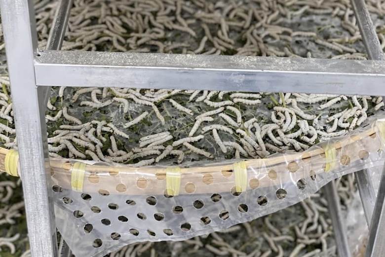 Kraig Labs seeks new spider silk patents