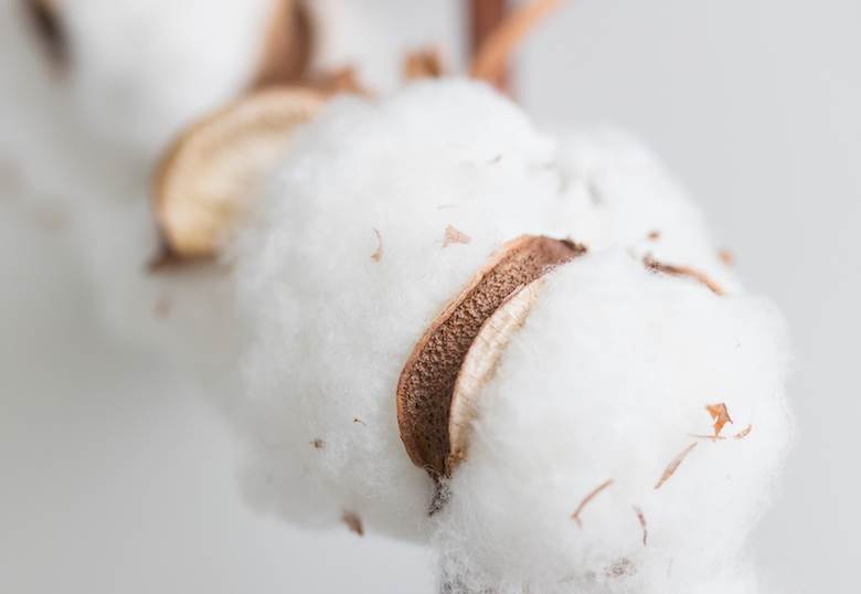 Hohenstein offers assurance on organic cotton                                                                                                                                                           