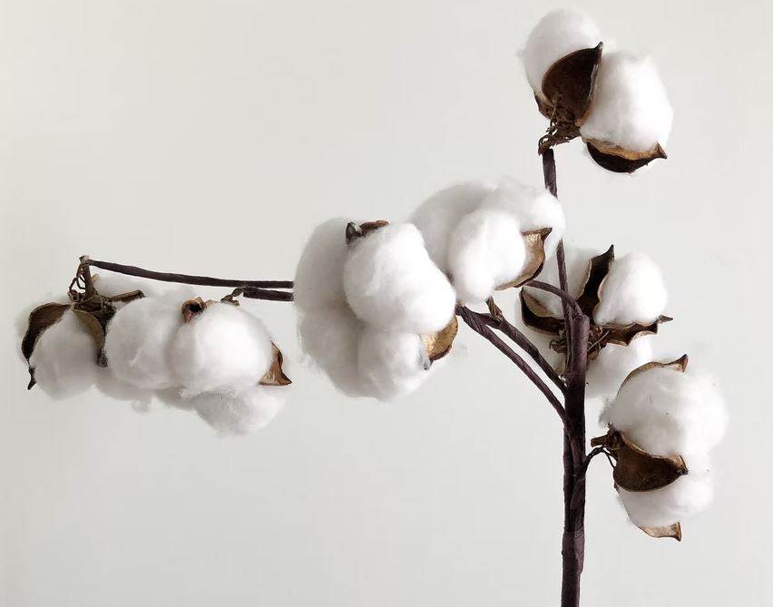Associations celebrate UN resolution on World Cotton Day