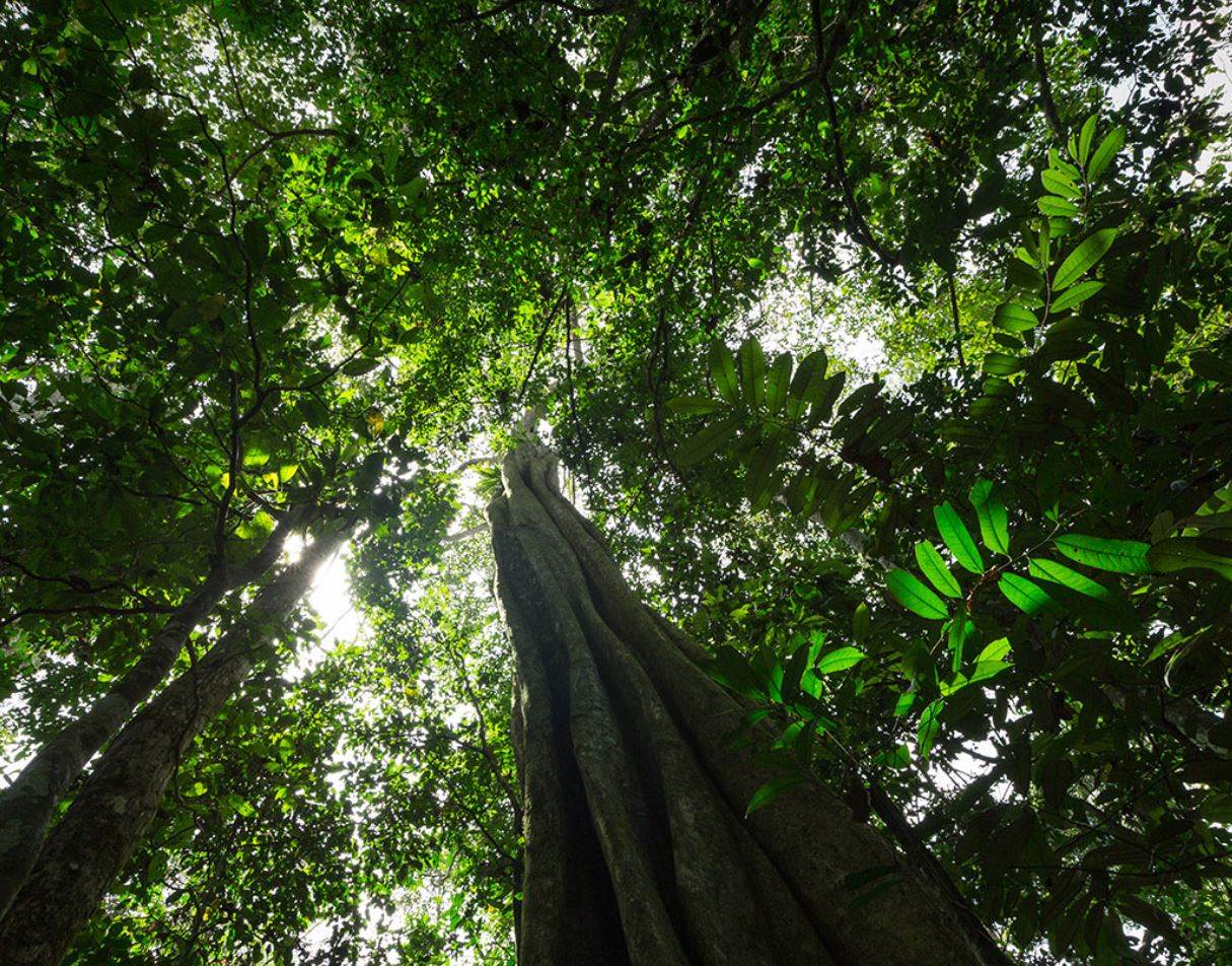 Textile Exchange publishes first Biodiversity Insights Report