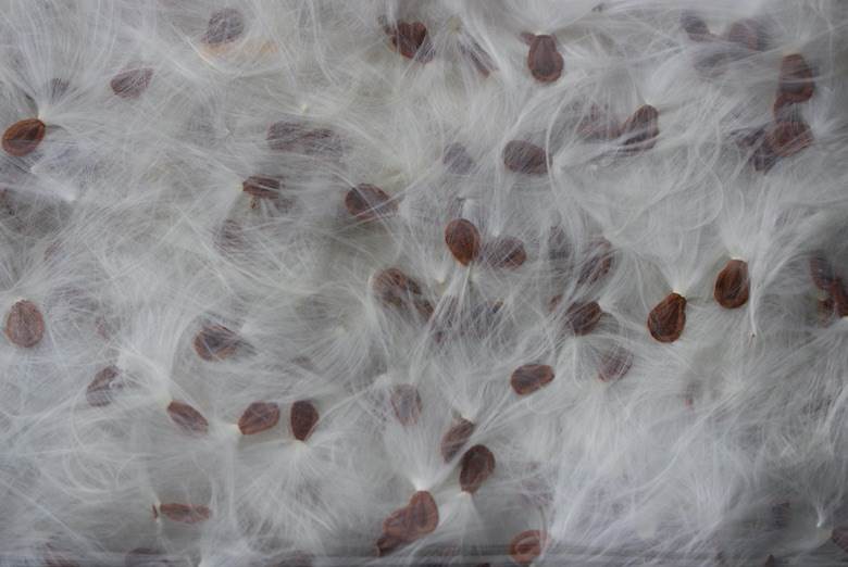 Milkweed’s natural properties inspire new insulation material                                                                                                                                           