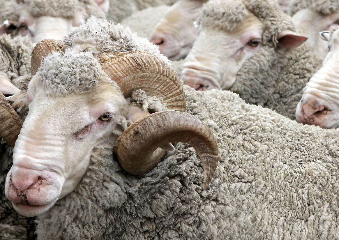 Regenerative agriculture report offers ‘toolkit’ for brands