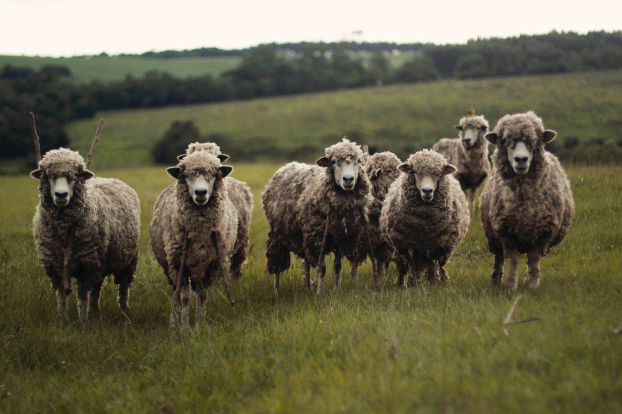 Wool is from plants, and other myths