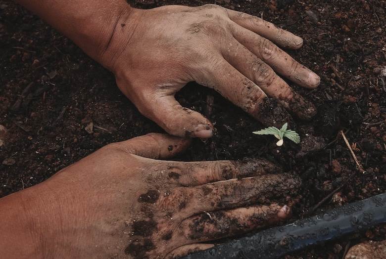 Korean province bets big on local hemp fibre                                                                                                                                                            