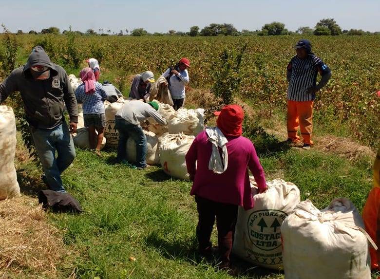 Pima pilot project under way for Haelixa in Peru                                                                                                                                                        