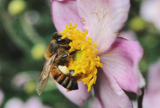 Bee tongues could inspire new textiles                                                                                                                                                                  
