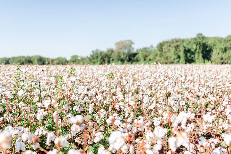 When Less is More: The Durability & Reusability of Cotton Support a Sustainable Future