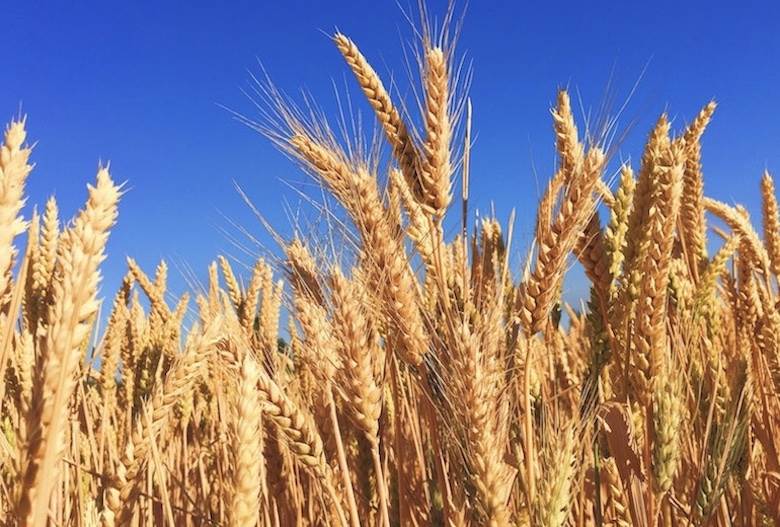 Textile Exchange: ‘no perfect source’ for biosynthetics                                                                                                                                                 