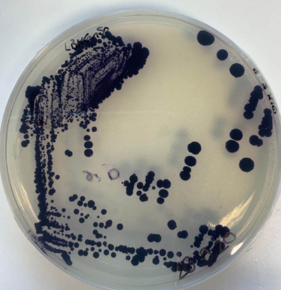 Bio dye technology receives £18 million boost