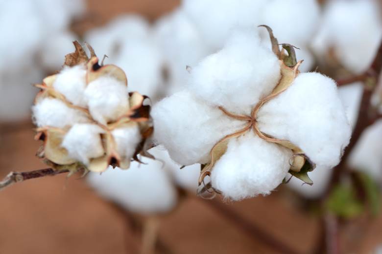 US on course for smallest cotton crop in seven years                                                                                                                                                    