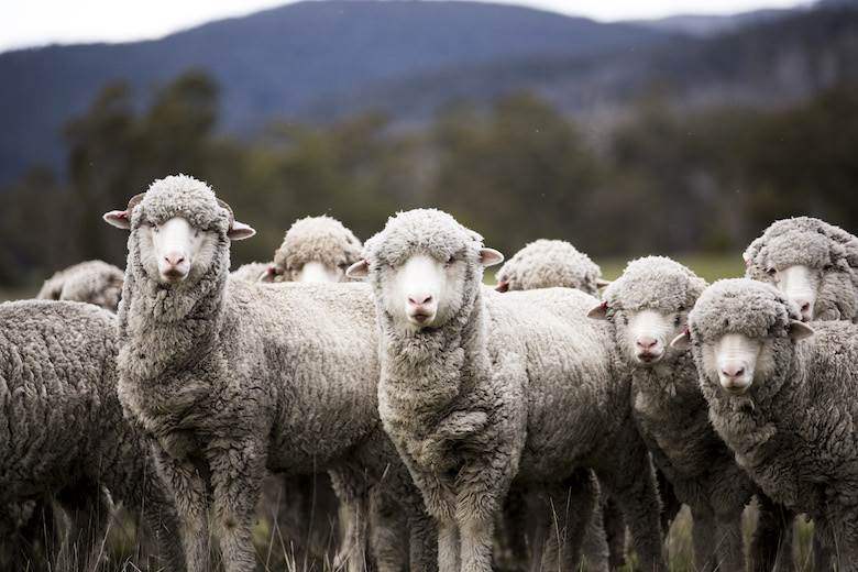 Blockchain-traceable wool in new Schoeller fabrics