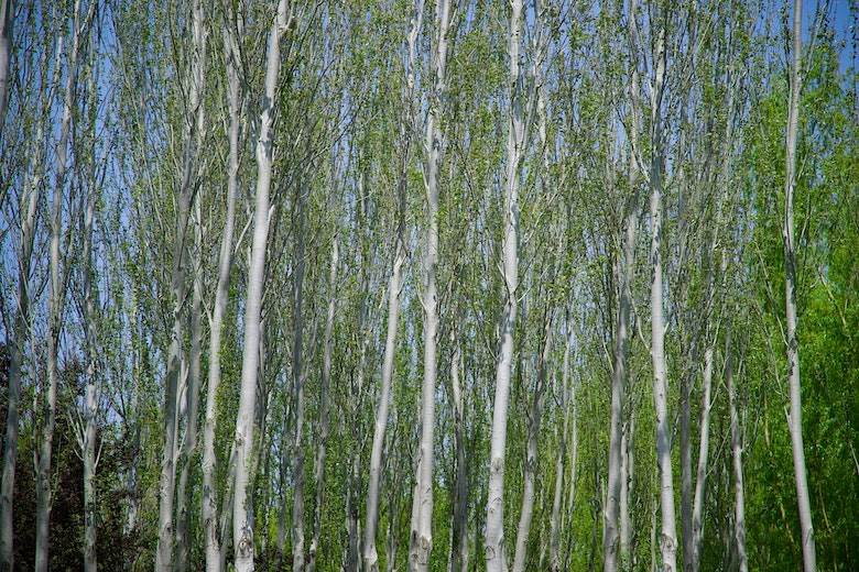 Xinxiang Bailu achieves ‘green factory’ status                                                                                                                                                          