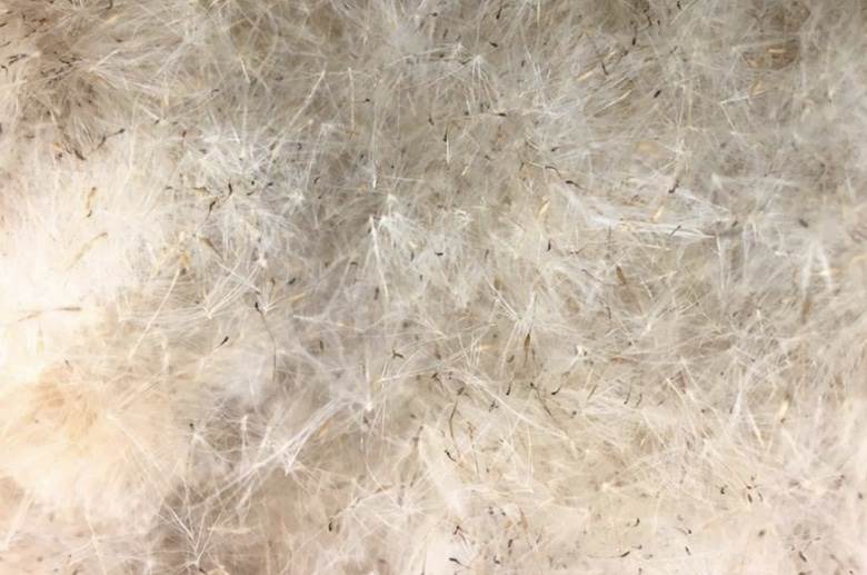 Cattail fluff presented as an insulation alternative