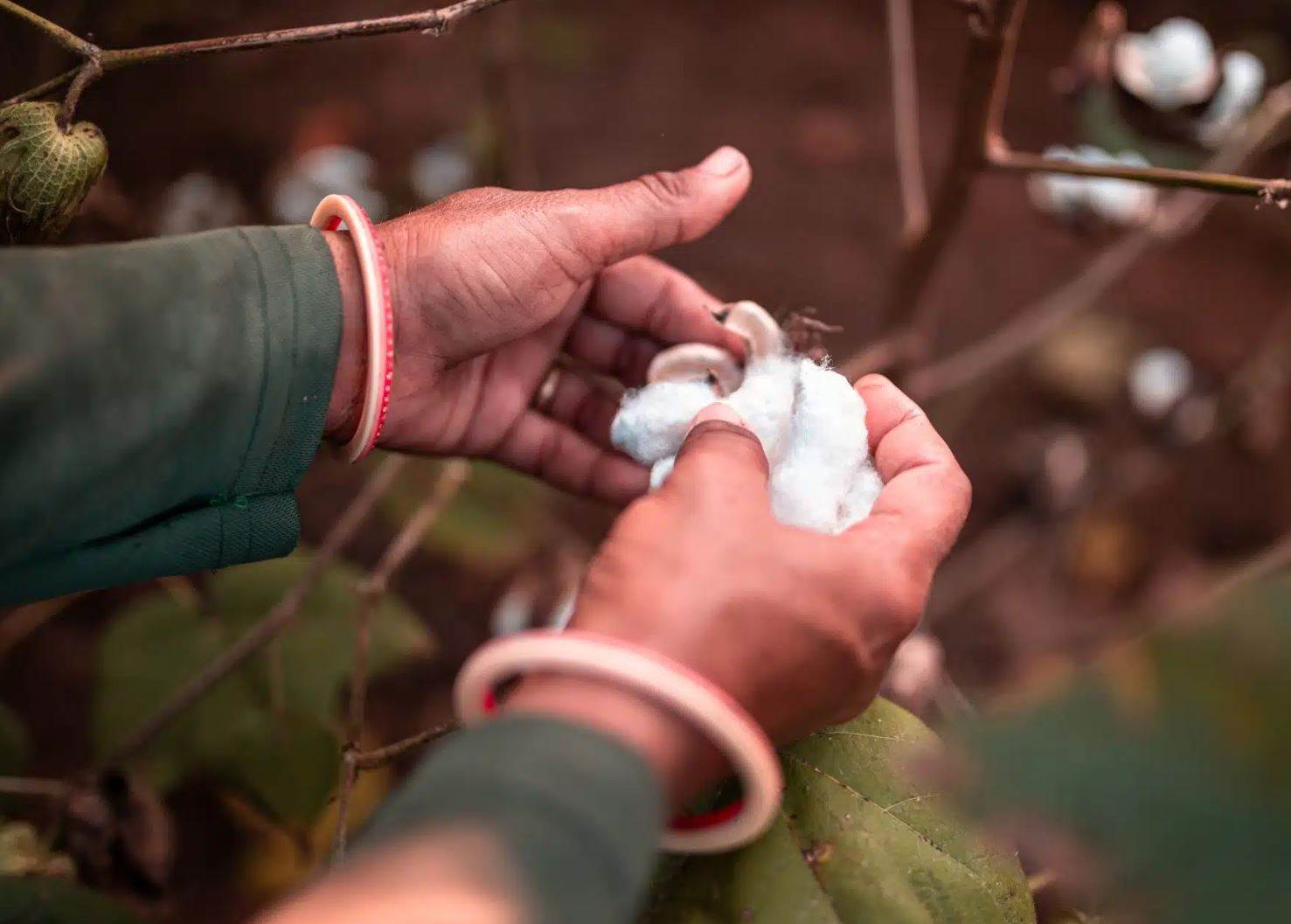 Better Cotton to trial tracing technologies