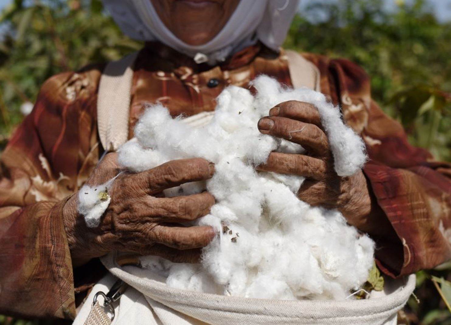 Egyptian farmers to get Better Cotton boost