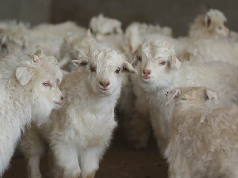 Cashmere transparency for Artwell through Haelixa technology                                                                                                                                            