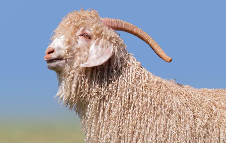 Programme aims to boost cashmere and mohair production                                                                                                                                                  
